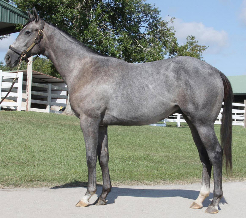 El Kabeir colt